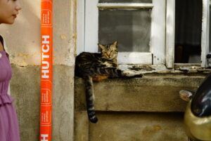 キャンディの活気ある市場の街角に佇む現地の猫