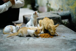 コロンボの路地裏で暮らす猫たち
