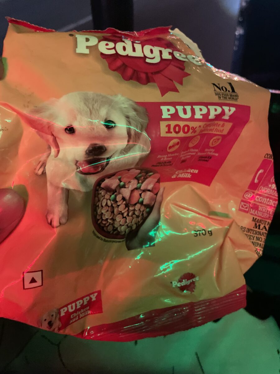 スリランカの宿泊施設でリラックスする人懐っこい犬