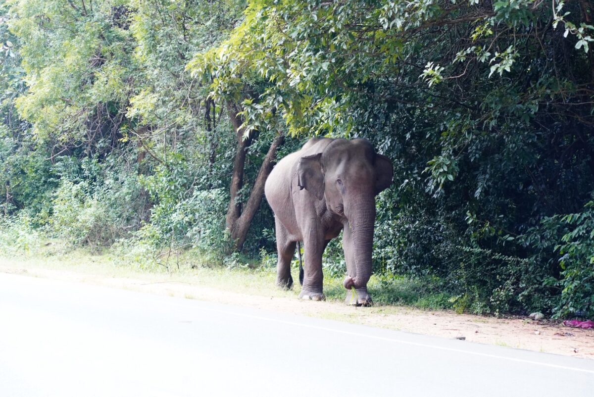 シギリヤの舗装された公道を歩く巨大な野生の象