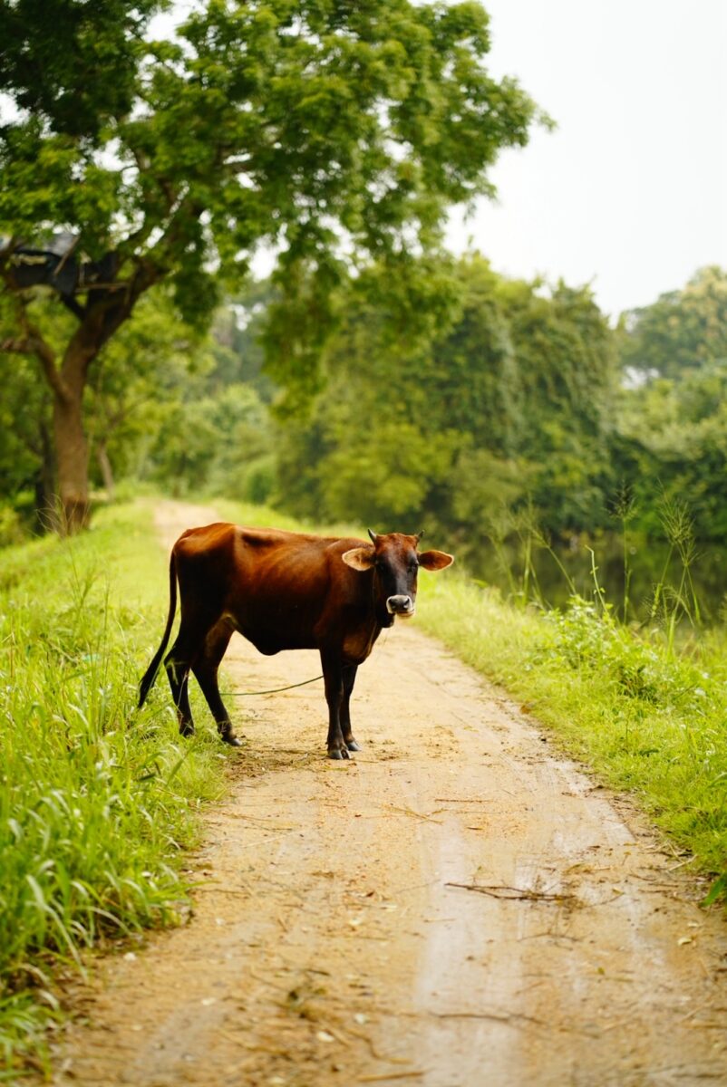 シギリヤの田舎道で道をふさぐ牛の群れ