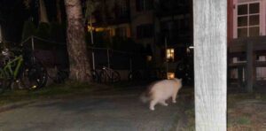 ツェルマットの街で見かけた毛並みの良い猫