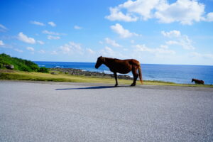 与那国島の南牧場で道路を堂々と闊歩する野生の与那国馬