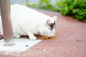 石垣島サザンゲートブリッジを渡った先にある南ぬ浜町緑地公園で暮らす保護猫たち