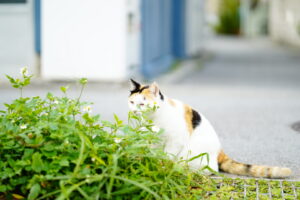 那覇市内で出会える朝の散歩中のねこ