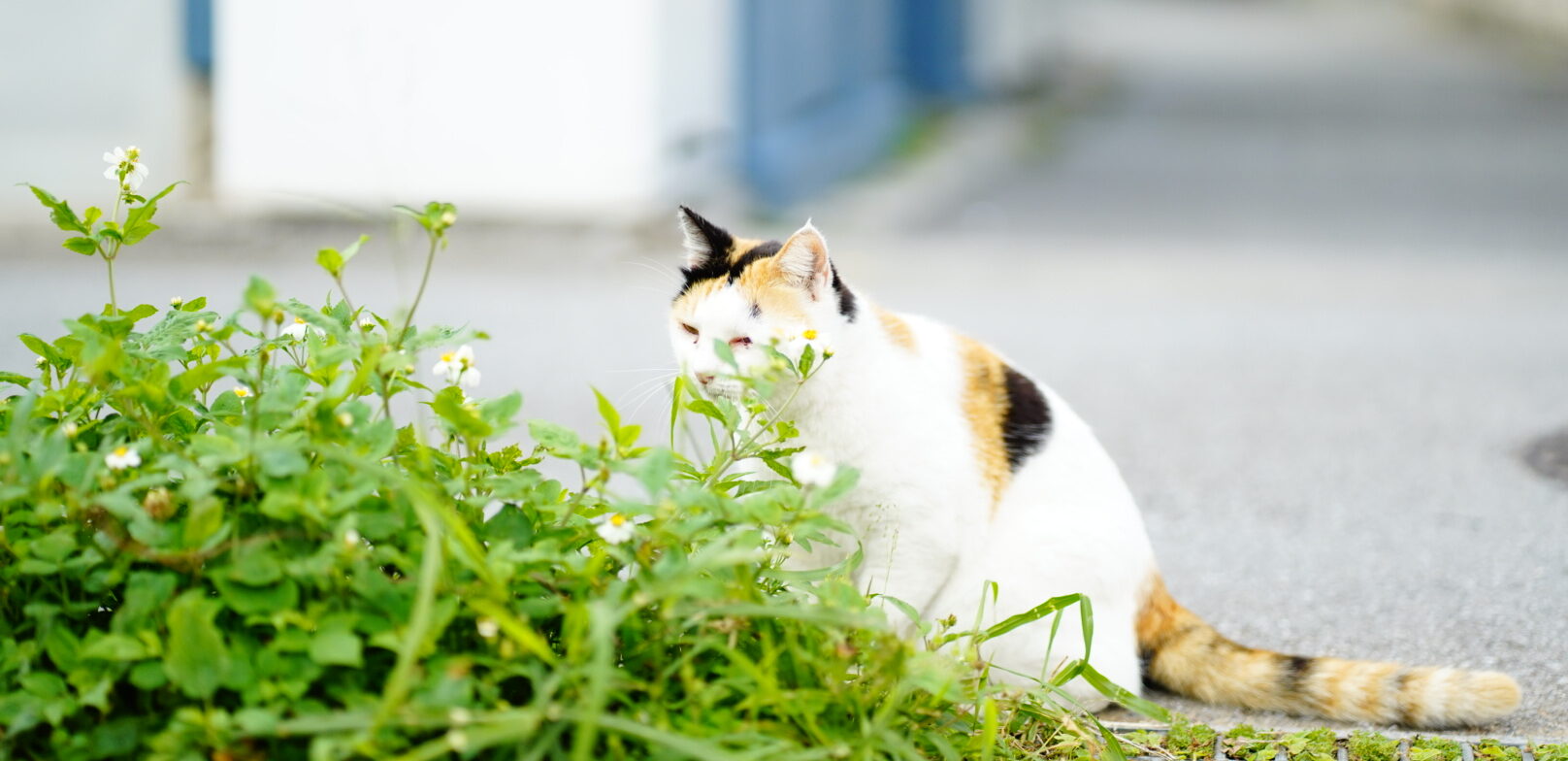 那覇市内で出会える朝の散歩中のねこ