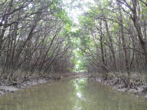沖縄やんばるの汽水域を進むマングローブカヤック体験の様子