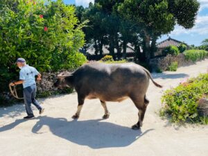 竹富島の白砂の道をゆっくりと進む伝統的な水牛車観光