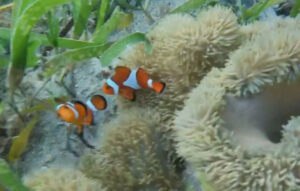 魚影が濃くシュノーケリングに最適な石垣島の米原海岸