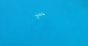 ウミガメ遭遇率が高い米原海岸の静かでプライベート感のある右側エリア