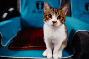 足つぼマッサージ店で旅人の膝の上に乗って喉を鳴らす人懐っこい看板猫