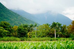 花蓮のペリカン牧場周辺から望む雄大な中央山脈と緑豊かな田畑の風景