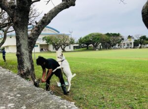 人とじゃれるヤギ