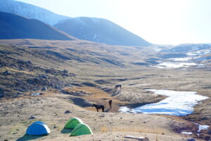 山肌に集まる野生の馬の群れ
