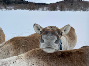 ほろのべトナカイ観光牧場で暮らすトナカイ