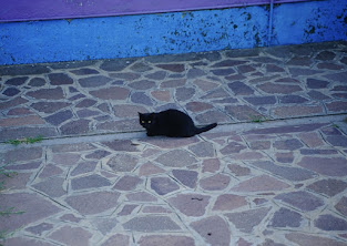 ブラーノ島のねこ