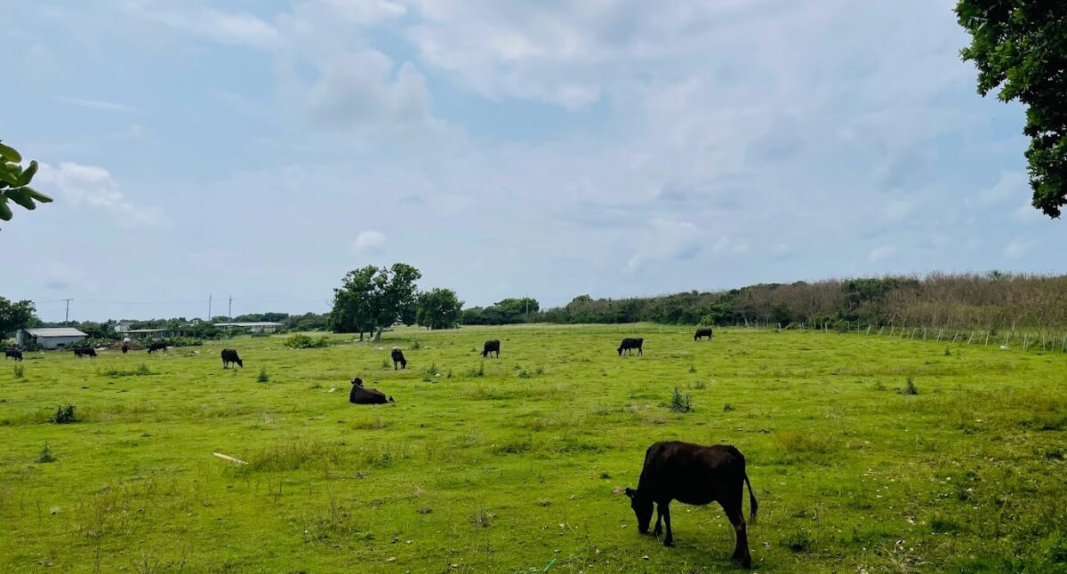 黒島ののどかな牧草地で草を食む牛たちの風景
