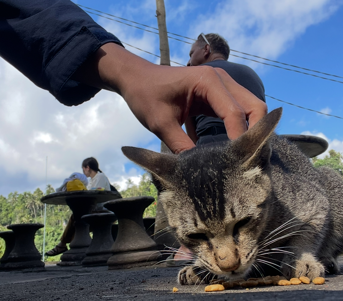 【実録】狂犬病ワクチン接種｜海外旅行保険で全額請求｜バリ島で猫に引っかかれ